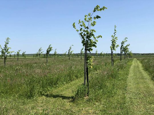 Plusieurs tilleuls plantés au bois mémoriel "Jean-François martin" avec la création de serpentines pour accéder aux arbres